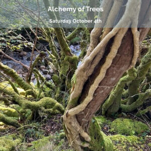 Alchemy of Trees - A series of Workshops - No 1 Texture