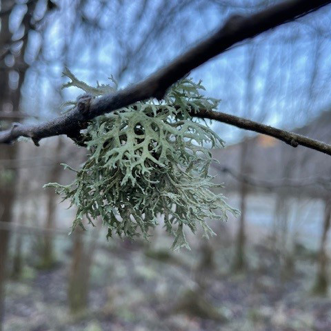 Alchemy of Trees - A series of Workshops - No 1 Texture - Image 4